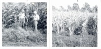 Crownvetch in cornfield, 1975