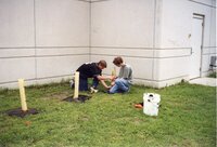 1999 Tree shelter tied around newly planted tree