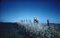 Grassed fence line.