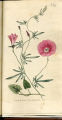 Silky-leaved Convolvulus, Bindweed