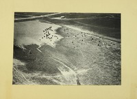 0242.   Livestock Grazing in a field 