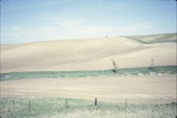 Brown field 