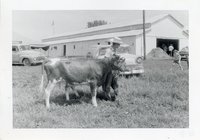 Young Man in Cowboy Hat Walks in the Grass Leading Two Cows