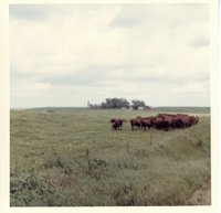 Gerlach pasture in November, 1967