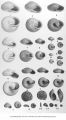 Pleistocene Fauna, loess fossils, late 1890s or early 1900s