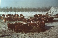 Feeding cattle hay in the winter.