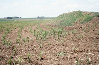 State Conservation Award given to Larry Knaack's farm property.  
