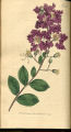 Indian Lagerstroemia, Crape Myrtle, Crepe Flower