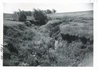 Gully on Roger Stewart's farmland, 1959