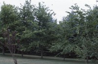 Windbreak on the Luetkeman farmstead.