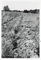 Field after crops are harvested
