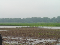2007 Jack Strawkhacker photos of flooded fields