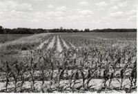 Spindly corn in field