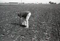 1978 Man holds bag of seed in no-till field
