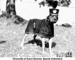 ROTC canine mascot, Rex, wearing uniform, The University of Iowa, 1929
