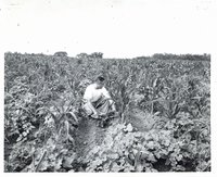 Man in young cornfield