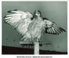 Herky the Hawk on perch, The University of Iowa, 1950s