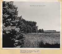 Windbreak on the Minnesota-Iowa border line, near the entrance to the Minnewaukon State Park.