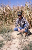 Man with Hat, Paid Shirt, Jeans, and Sunglasses Kneels in Corn Field