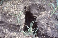 Tile failure on Neal Waller farm.