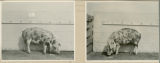 Experiment 326, representative pig #38B, 1930