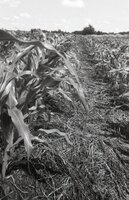 No-till fields of corn
