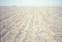 Dry cropland, 1988