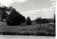 Windbreak near cornfield