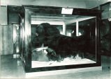 Musk ox exhibit at Museum of Natural History, The University of Iowa, 1930s?
