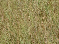 2007 Jack Strawhacker photos of grasses