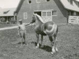Belgian draft horse, 1930