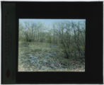 Woodland scene