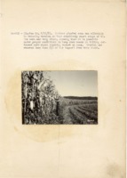 1937 - Contour planted corn effective in reducing erosion
