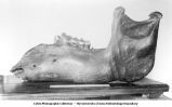 Pleistocene Fauna, side view of a mastodon jaw, 6th molar in place, but much worn, late 1890s or early 1900s