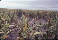 Cornfield with red post