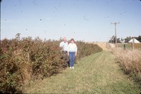 Windbreak on the farm of Don and Phyllis Conley.