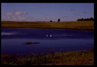 Wetland Restoration Project.