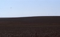 Narrow based terraces on the farm of Roy Beyer. 