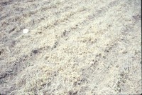 Dry cropland, 1988
