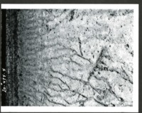 Soil Damage on Erwin W. Cole Farm