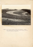 1937 - Contour strip cropping with corn,grain and alfalfa