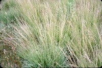 Side-oat grass in the DeSoto Bend.