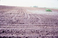 1986 Muddy fields