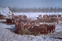 Feeding cattle hay in the winter.