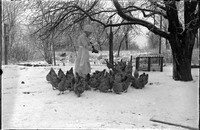 AG 239  Feeding chickens in snow