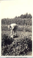 Man in vegetable garden