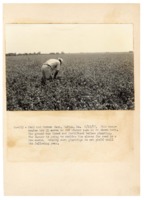 1937 -  Man bending over field of red clover