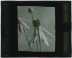 Echinacea purpurea (Coneflower)