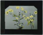 Helianthus sp. (Sunflower)