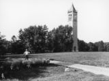 Sheep on central campus, 1905